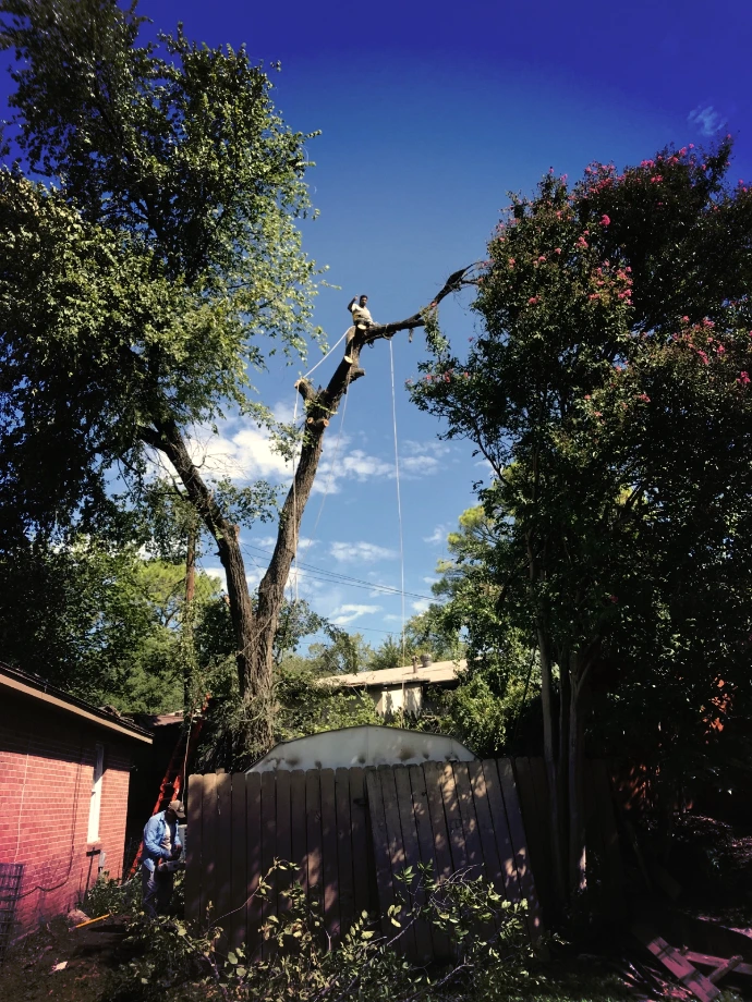 Tree trimming service in Haltom City