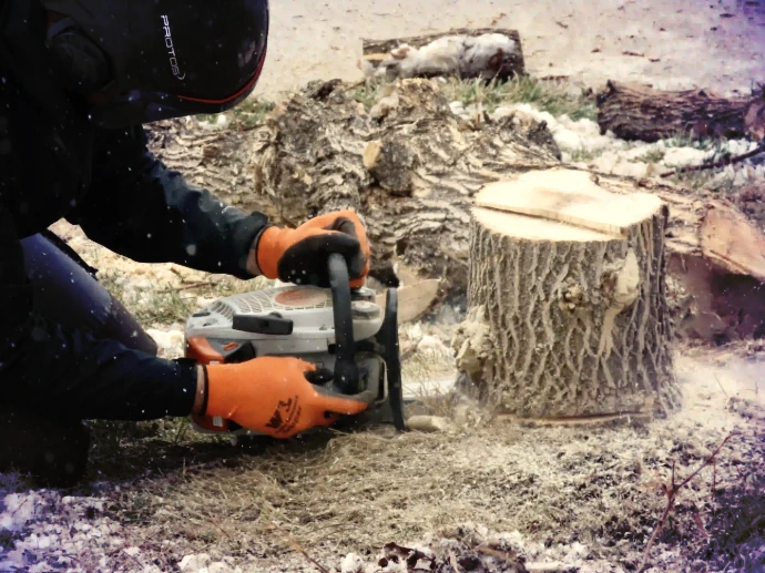 Yard cleanup after tree removal