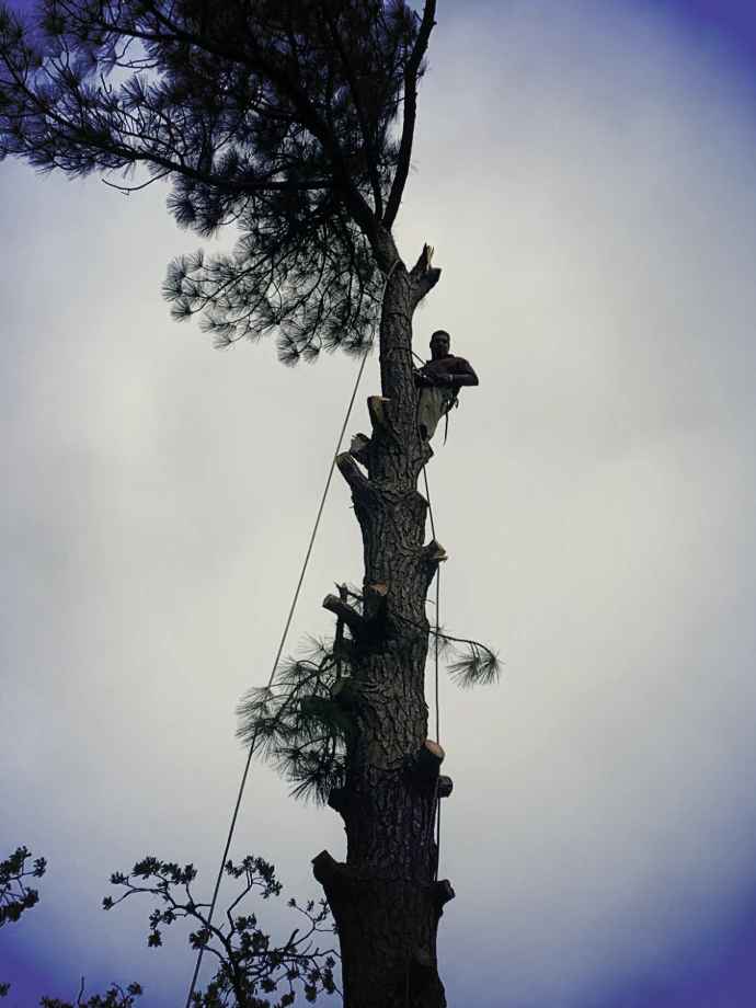 Tree pruning for structural stability
