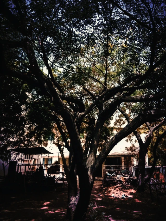 Mistletoe removal from oak tree