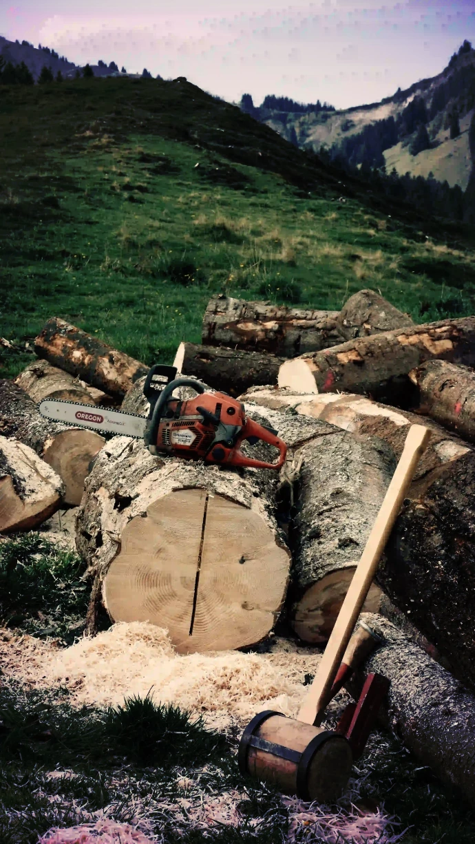 Emergency tree removal service in Texas