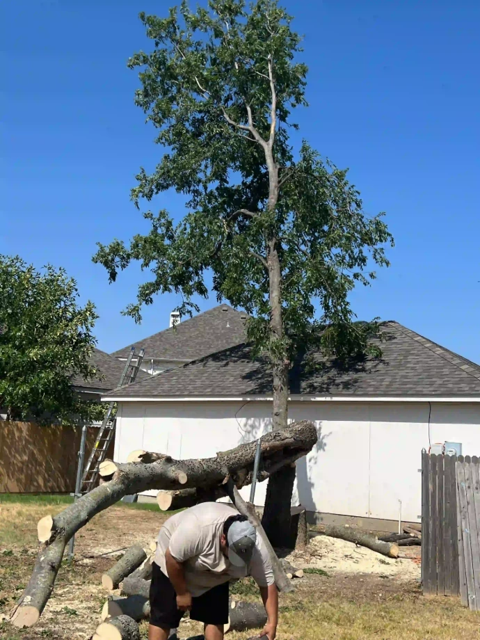 Licensed and insured tree company in Haltom City