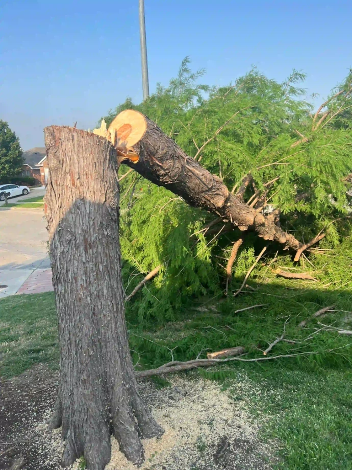 Affordable tree removal near Fort Worth