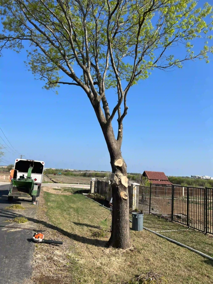 Hazardous tree removal near residential property