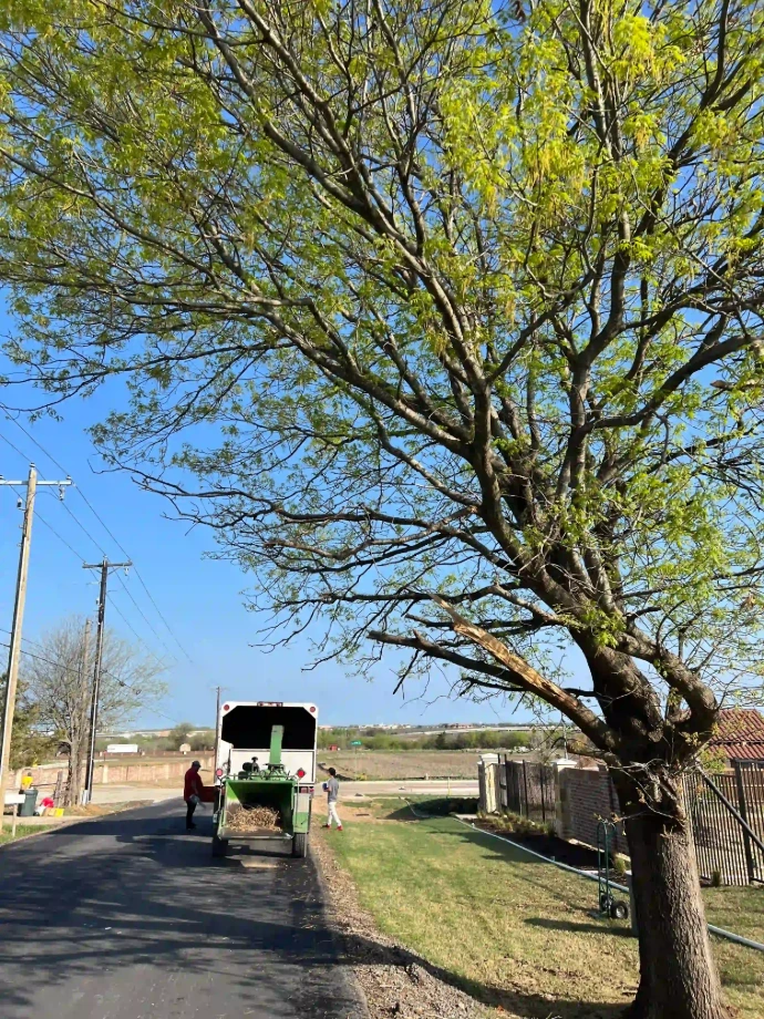 Storm damage tree cleanup service in Texas